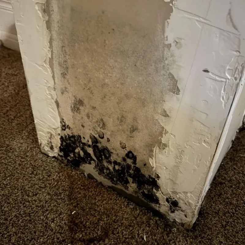 Professional Mold Removal in Canton, MA